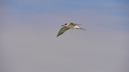 Seabird, little tern flying with wide wings over the sky.