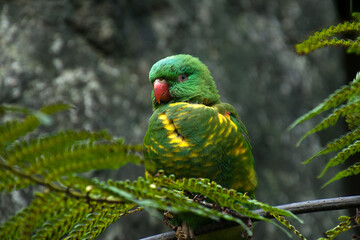 Sydney Australia, scaly-breasted lorikeet perched in tree