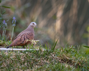 A lonely dove resting in a garden at the sunset