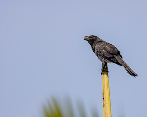 A black bird perched on a top of a palm tree warming under the sun