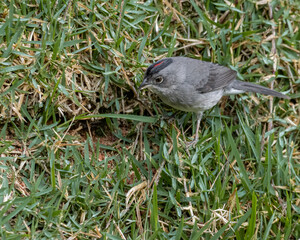 A small bird, with a red tuft, looking for seeds on the grass