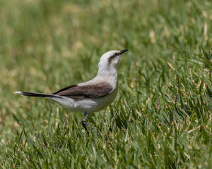 A white bird standing on the lawn warming under the sun