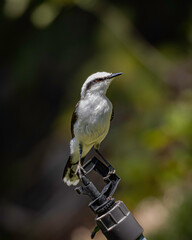 A white bird perched on a sprinkler warming under the sun