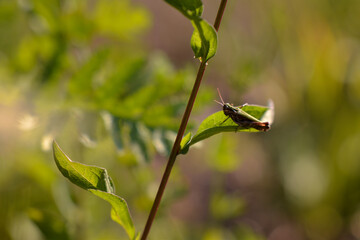 Acridoidea insect on a green leaf. grasshoper in the garden in morning sunlight