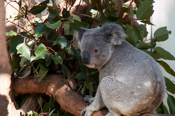 Sydney Australia, koala sitting on branch with eucalypt leaves