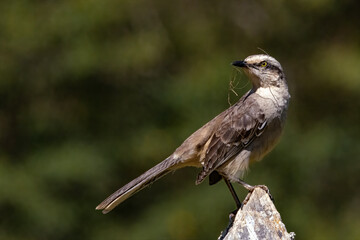 A bird, with sticks in its beak, perched on a fence post