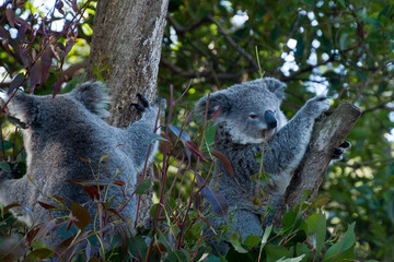 Sydney Australia, two koala bears sitting in a eucalyptus tree