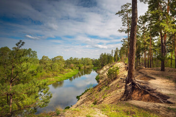 A river and huge pines with mighty roots on a sandy steep bank. A wonderful spring landscape.