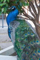 Obraz premium Sydney Australia, view of patterns in feathers on peacock's back and train