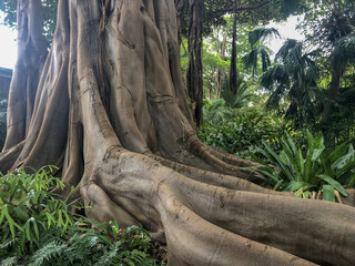 BOTANICAL GARDEN PUERTO DE LA CRUZ TENERIFE