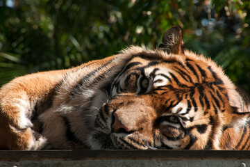 Sydney Australia, adult sumatran tiger relaxing on platform looking directly at you