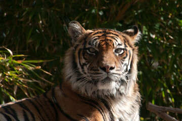 Sydney Australia, sitting adult sumatran tiger