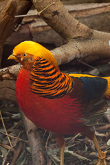 Sydney Australia, closeup of a multicolored chrysolophus pictus or golden pheasant 