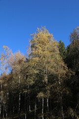 Fototapeta na wymiar autumn, forest, tree, nature, landscape, sky, trees, winter, fall, blue, birch, season, snow, yellow, wood, cold, park, leaves, green, outdoors, leaf, pine, woods, branch, frost