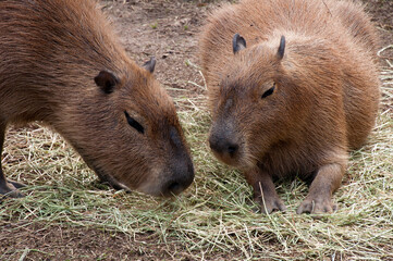 Sydney Australia, close-up of the head of a capybara which is the largest living rodent