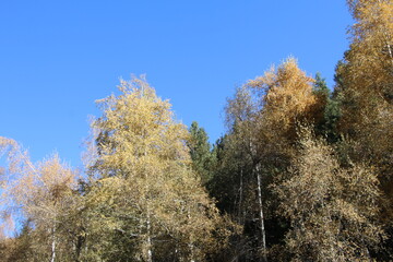 tree, nature, forest, autumn, landscape, winter, sky, snow, trees, blue, cold, season, birch, frost, fall, white, wood, yellow, outdoors, woods, leaf, beauty, leaves, beautiful, branch