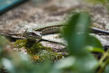 Lézard