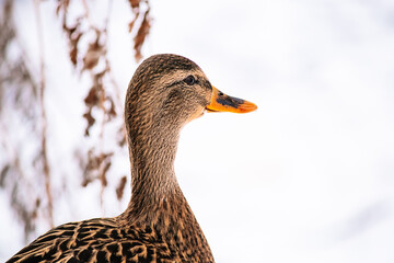 Wild brown duck in winter. Hunting for mallards.