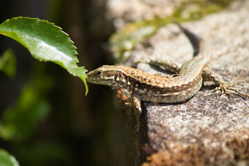 Lézard