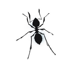 Ant silhouette vector. Insect in black and white concept. Eps10 vector illustration.