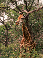 Giraffe eating leaves
