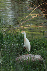 Great white egret standing on a rock
