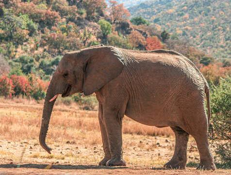 Beautiful elephant in Africa