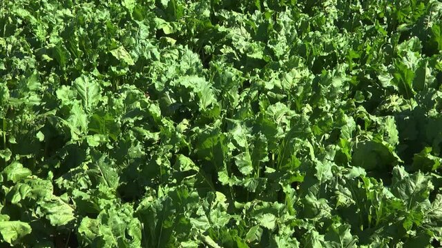 sugar beet plants with large leaves on the field