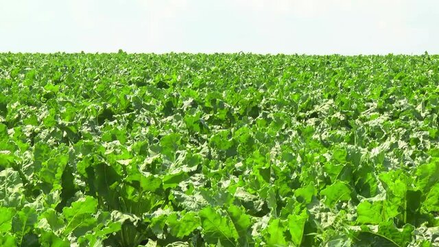 sugar beet plants with large leaves on the field