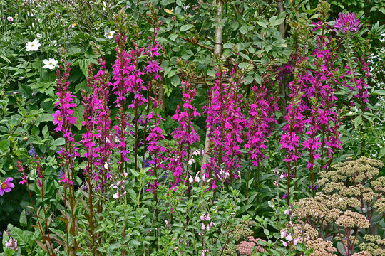 A garden flower border with Lobelia x speciosa 'Tania'