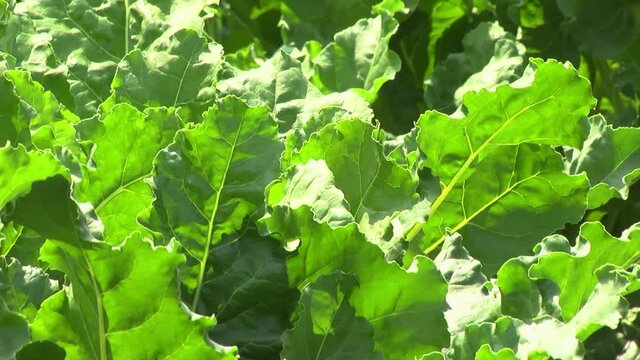 sugar beet plants with large leaves on the field