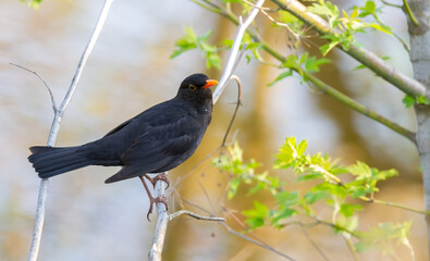 Common blackbird, Turdus merula. The male bird sits on a branch