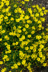 Linum flavum a  spring summer flowering semi evergreen plant with a yellow springtime flower commonly known as golden flax, stock photo image