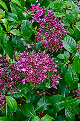 Close up of the rare and flamboyant Fuchsia arberecens