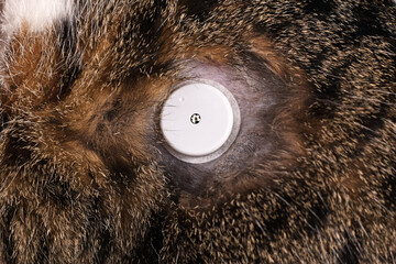 Glucose monitoring sensor system   on fur of cat with diabetes illness used to permanently keep...