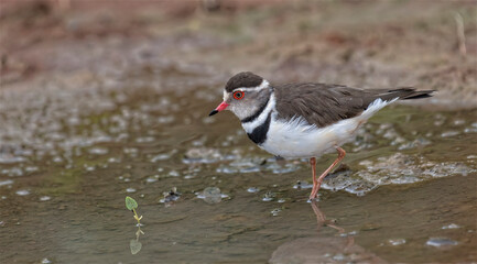 Birding at waterhole