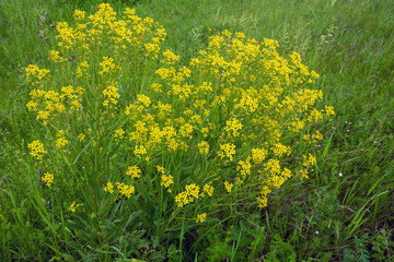 Fototapeta premium Flowering shrub of Barbaréa, barbarea vulgaris