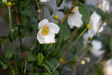withering white flower of autumn anemone