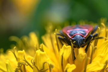 Cimice rosso nera su di un dente di leone