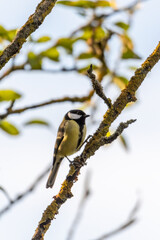 A Great Tit sits on a branch