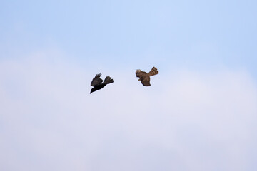 Fight in the air between a crow and a hawk