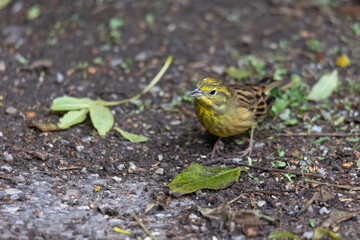 Yellowhammer sitting on the forest floor looking for food