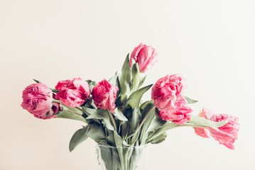 Beautiful Bunch of Peony Style Tulips in a Vase on the dusty pink background, spring holiday concept, copy space