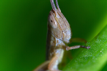 Macro di una cavalletta verde su di un filo d'erba