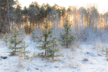 scenery. young green spruce trees covered with fluffy snow in a cold winter forest against the backdrop of pine trees and the setting sun. middle ural. Russia