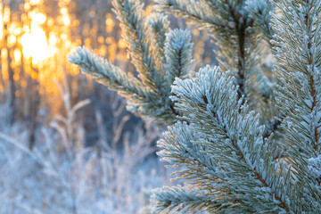 branches of a Christmas tree covered with fluffy snow in a cold winter forest against the backdrop...