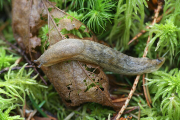 Arion fuscus, known as the Dusky Arion, is a species of small air-breathing land slug in the family Arionidae, the roundback slugs
