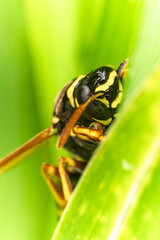 Una vespa riposa su di una foglia all'alba