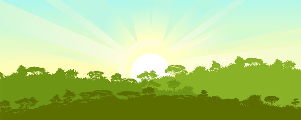 Deciduous forest. Silhouette. Mature, spreading trees. Thick thickets. Hills overgrown with plants. Sky with sunrise and morning rays. Vector