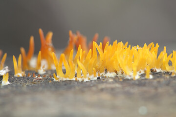 Calocera cornea, Small Stagshorn, wild mushroom from Finland